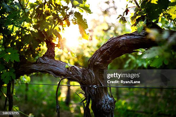 Grapevine Trunk Rtexture 1,770 Grapevine Trunk Stock Photos, High-Res Pictures, and Images ...