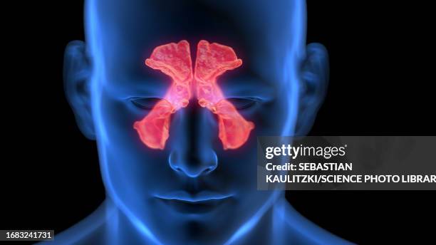 inflamed sinuses, illustration - paranasal sinus stock illustrations