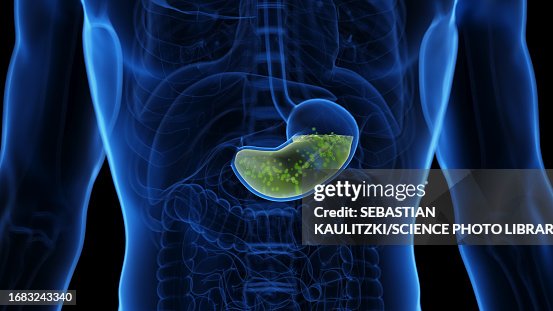 Stomach Acid Illustration High-Res Vector Graphic - Getty Images
