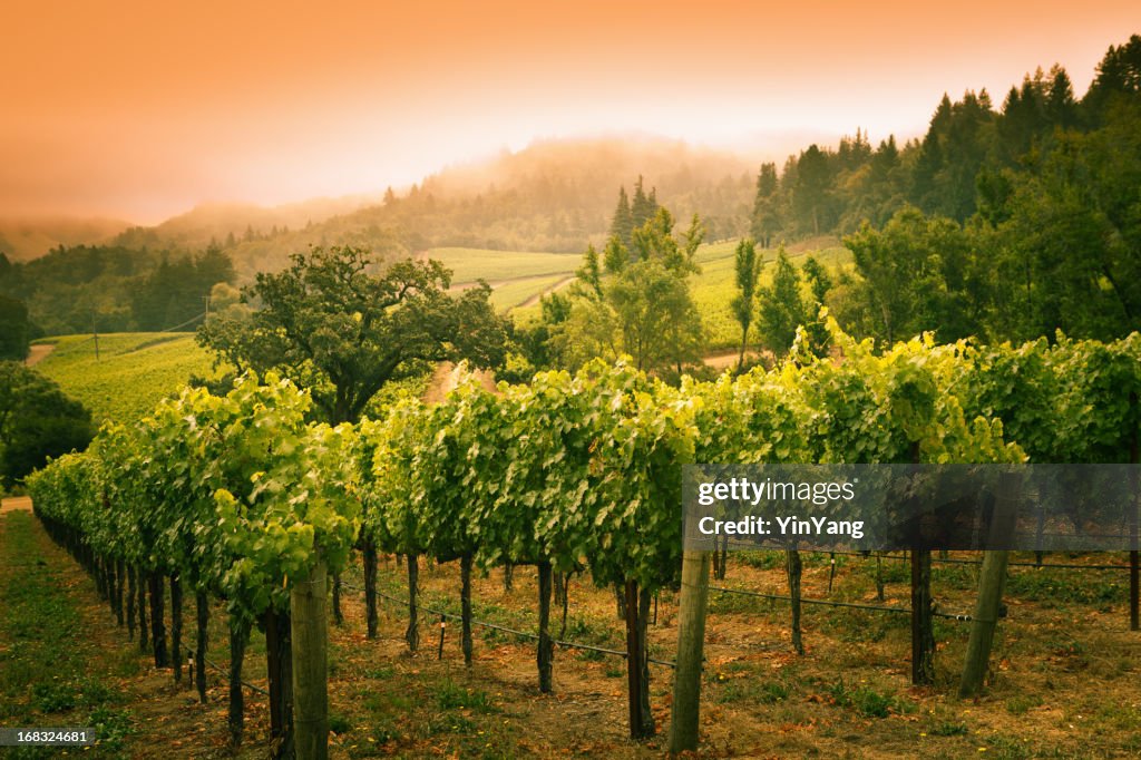 Grapevines Vineyard Sunset Landscape in Napa Valley Winery in California