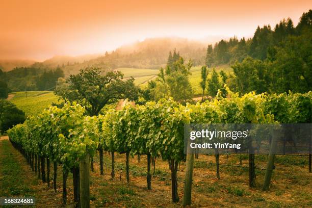 grapevines vineyard sunset landscape in napa valley winery in california - wijngaard stockfoto's en -beelden