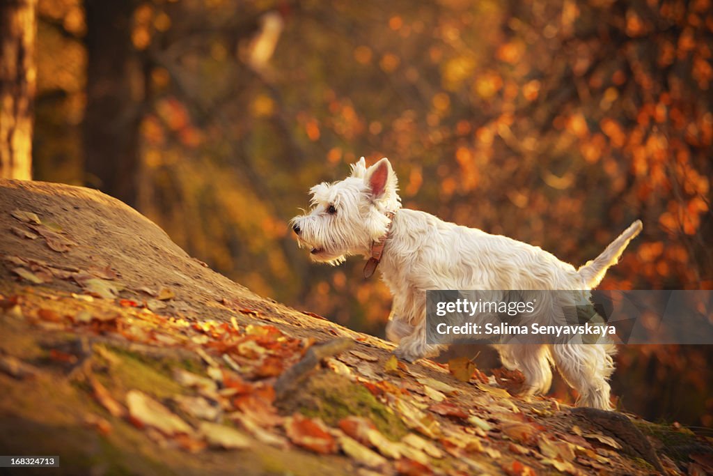 Autumn westie