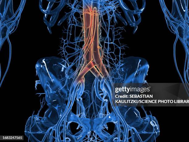 abdominal vascular system, illustration - atrium stock illustrations