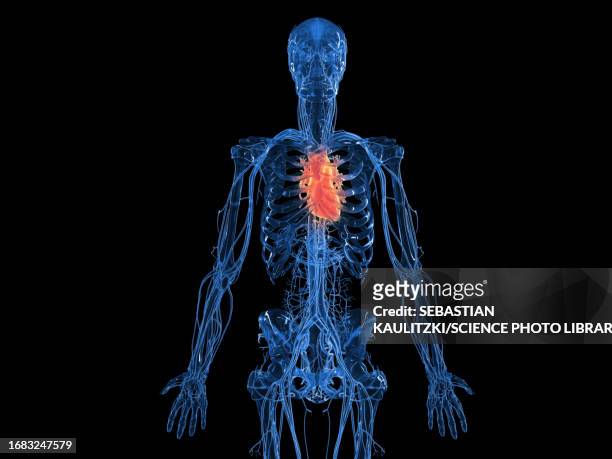 human heart, illustration - human skeletal system stock illustrations