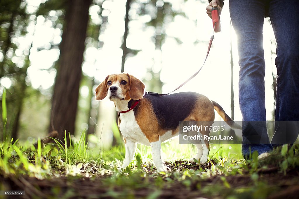 Beagle en caminata en el Parque Forest