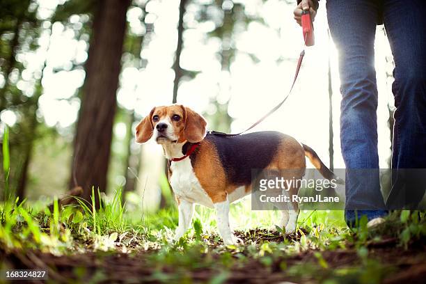 beagle en caminata en el parque forest - pet leash fotografías e imágenes de stock