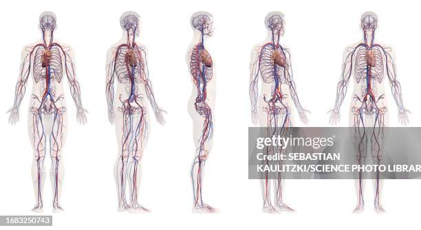 illustrations, cliparts, dessins animés et icônes de male vascular system, illustration - artère humaine