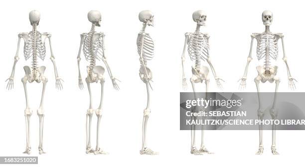 male skeleton, illustration - vertebrae stock illustrations