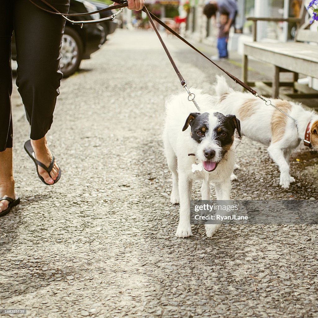 Dogs on a Walk in the City