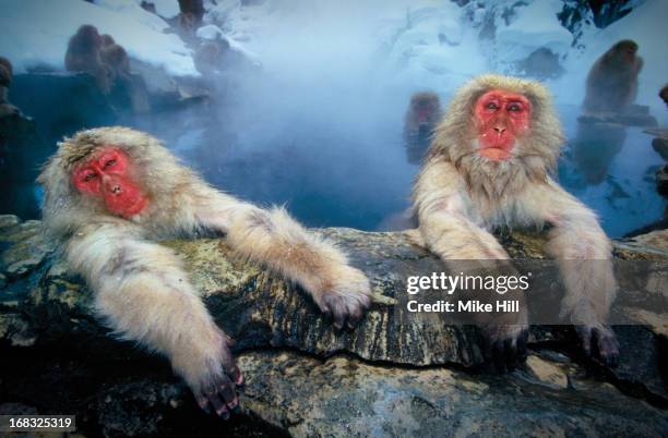 japanese snow monkeys at hot pool - jigokudani monkey park stock pictures, royalty-free photos & images