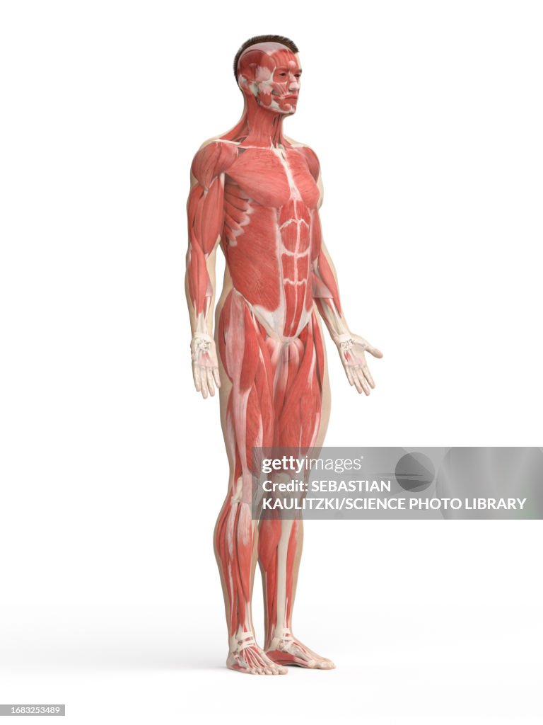 Mu Muscle System Muscle System Illustration High-Res Vector Graphic - Getty Images