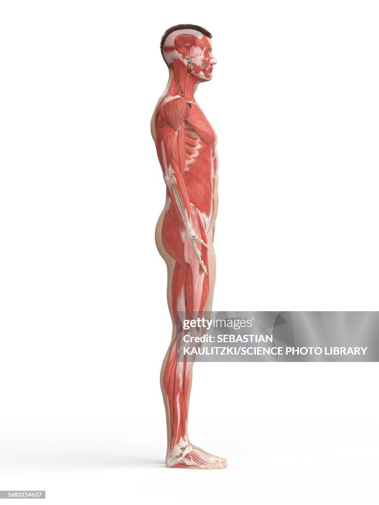 Mu Muscle System Muscle System Illustration High-Res Vector Graphic - Getty Images
