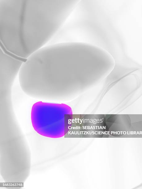 Prostrate Violet 649 Prostate Gland Anatomy Stock Photos, High-Res Pictures, and Images ...