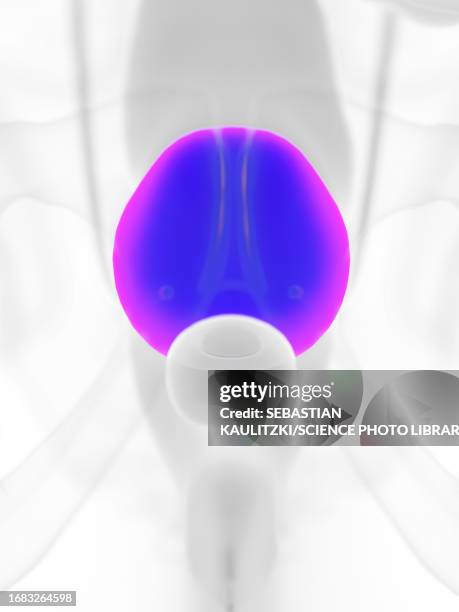 male bladder, illustration - bladder stock illustrations
