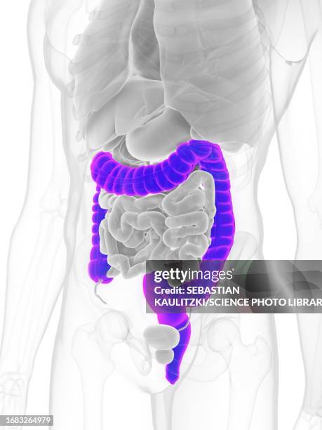 male colon, illustration - descending colon stock-grafiken, -clipart, -cartoons und -symbole