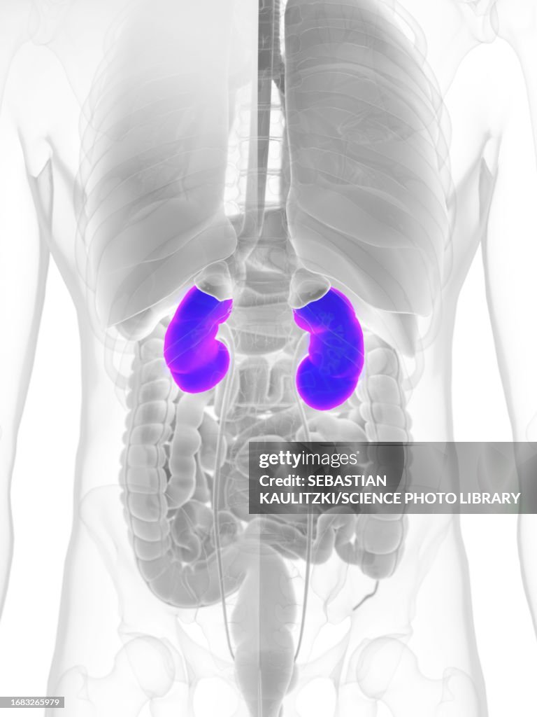 3kidneys Male Kidneys Illustration High-Res Vector Graphic - Getty Images