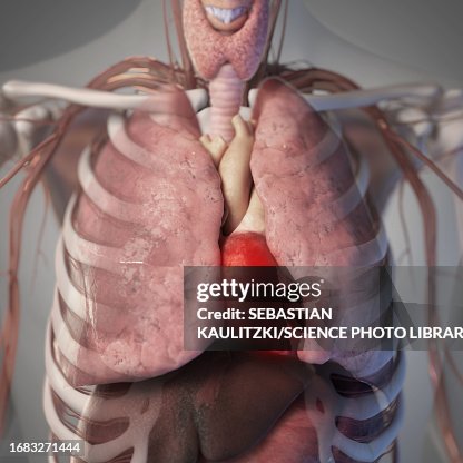 Thorax Anatomy Illustration High Biology Diagrams