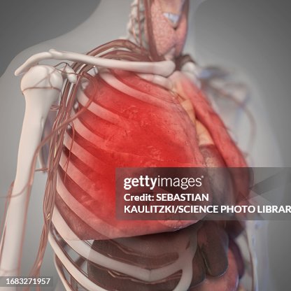 Thorax Anatomy Illustration High Biology Diagrams