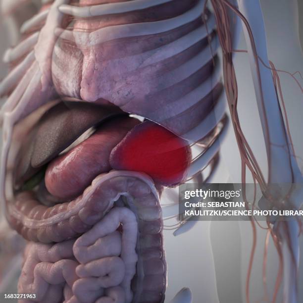 spleen, illustration - spleen stock illustrations