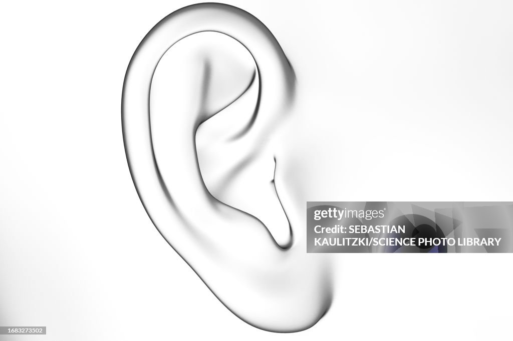 Female Ear Shape Female Ear Illustration High-Res Vector Graphic - Getty Images