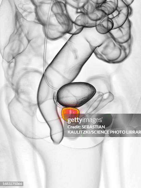 prostate, illustration - prostate stock illustrations