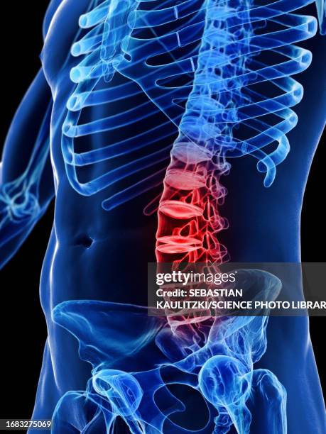 Lower Back 425 Lower Back Anatomy Images Stock Photos, High-Res Pictures, and ...