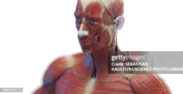 Male Torso Muscles Illustration High-Res Vector Graphic - Getty Images