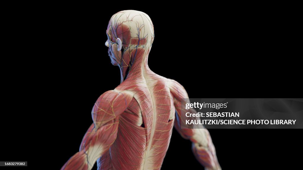 Male back muscles, illustration