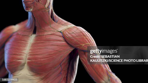 illustrations, cliparts, dessins animés et icônes de male chest and arm muscles, illustration - muscle humain