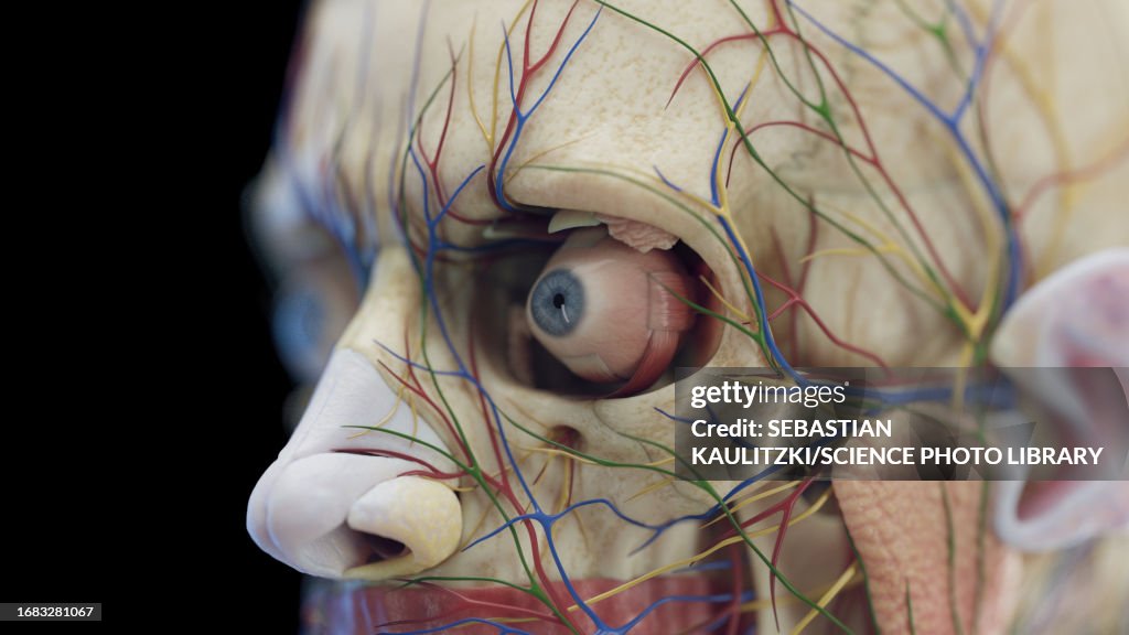 Male head organs, illustration