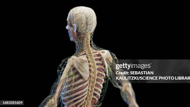 ilustraciones, imágenes clip art, dibujos animados e iconos de stock de male internal organs, illustration - human anatomy organs back view