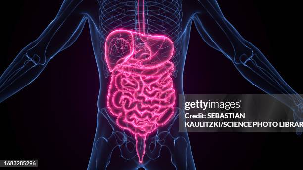 ilustrações de stock, clip art, desenhos animados e ícones de male digestive system, illustration - intestino delgado humano