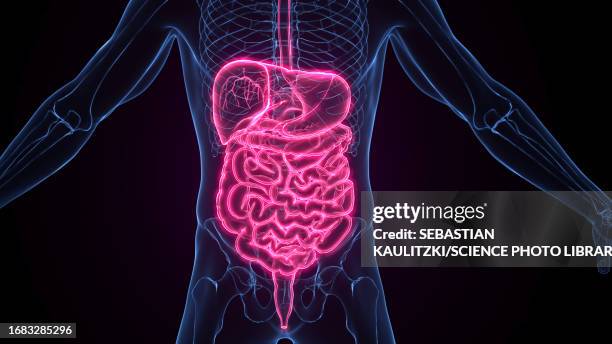 male digestive system, illustration - metabolism 幅插畫檔、美工圖案、卡通及圖標