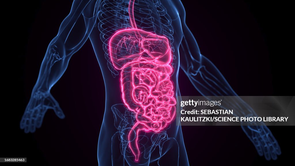 Male digestive system, illustration