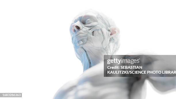 male head and torso muscles, illustration - anthropomorphic face stock illustrations