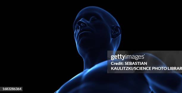 male head and torso, illustration - pectoral muscle stock illustrations