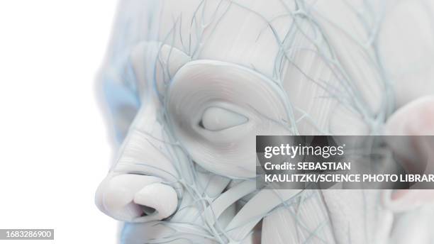 male facial muscles, illustration - anthropomorphic face stock illustrations