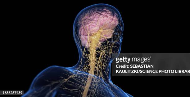 ilustrações de stock, clip art, desenhos animados e ícones de male nervous system, illustration - brain stem