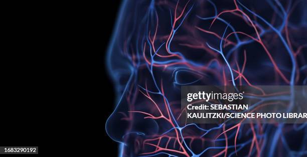 male veins of the face, illustration - human vein stock illustrations