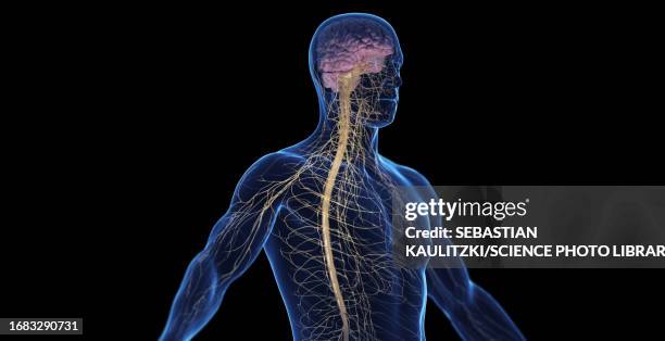 male nervous system, illustration - plexus stock illustrations