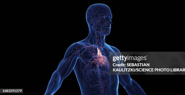 ilustrações, clipart, desenhos animados e ícones de male cardiovascular system, illustration - círculo de willis