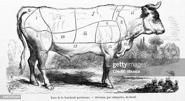 cattle meat beef sections - meat shop drawing stock illustrations