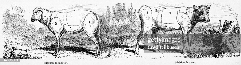 Mutton and veal meat sections