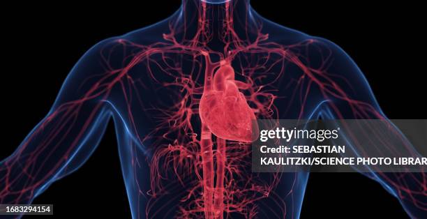 male cardiovascular system, illustration - heart internal organ stock illustrations