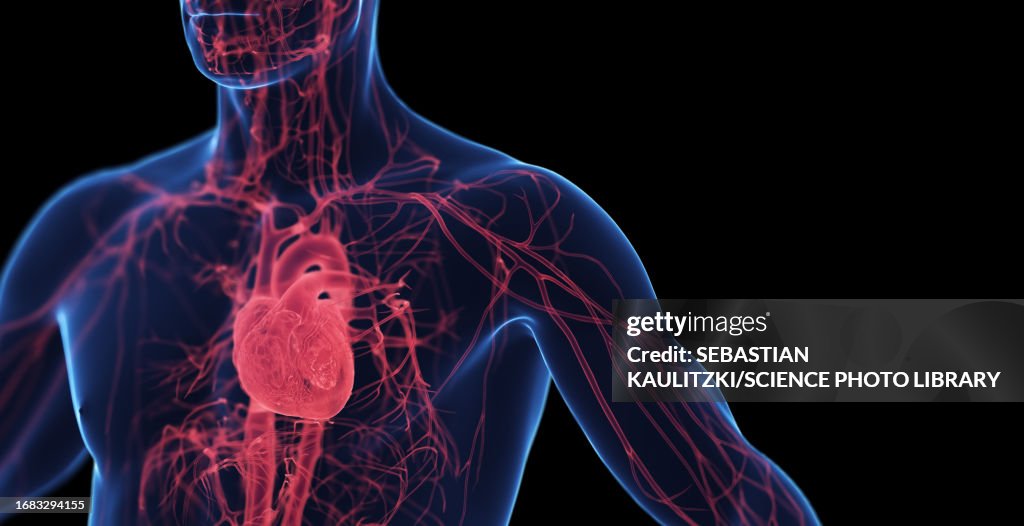 Male cardiovascular system, illustration