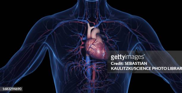 male cardiovascular system, illustration - 毛細血管点のイラスト素材／クリップアート素材�／マンガ素材／アイコン素材