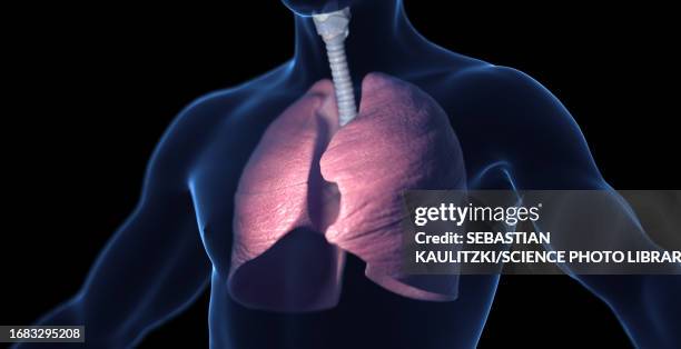 male respiratory system, illustration - bronchien stock-grafiken, -clipart, -cartoons und -symbole