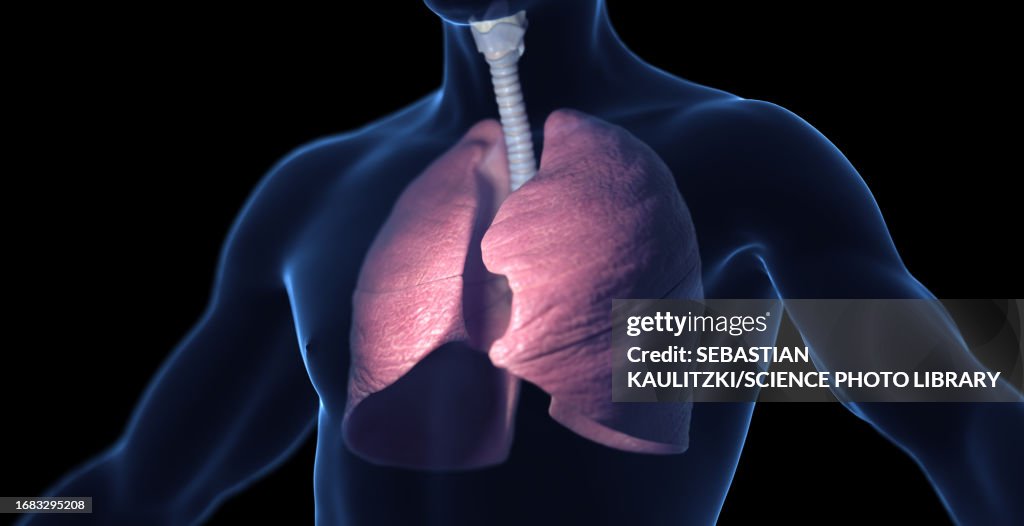 Male respiratory system, illustration
