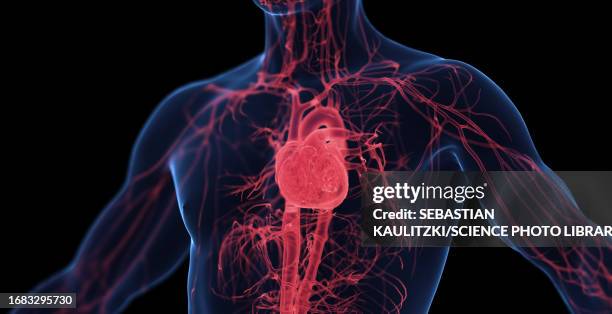 stockillustraties, clipart, cartoons en iconen met male cardiovascular system, illustration - menselijk hart