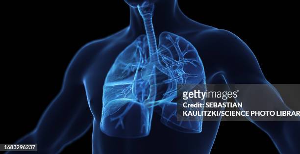 male respiratory system, illustration - inhaling点のイラスト素材／クリップアート素材／マンガ素材／アイコン素材
